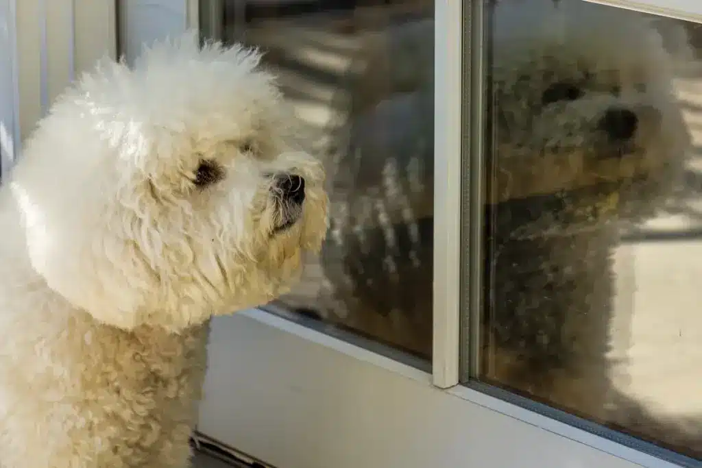 Weißer Hund schaut durch Glastür, Pfotenabdrücke sichtbar auf unterer Scheibenhälfte